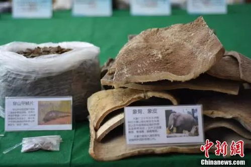 大單告破！廣西警方繳獲近三千萬(wàn)元野生動(dòng)物制品，守護(hù)生物多樣性刻不容緩